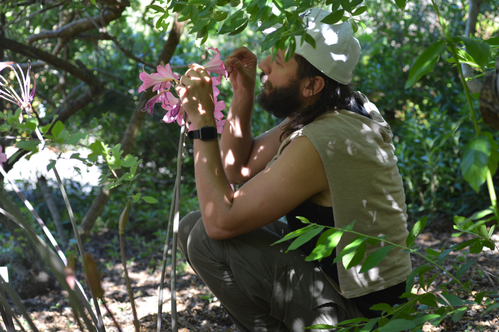 scientist uses narrow utensil to collect nectar from inside a flower